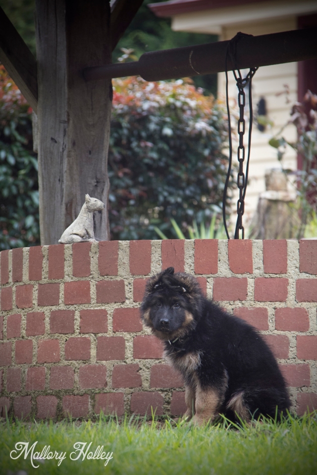 Dodge, my little brother's German Shepherd puppy sitting by the well.