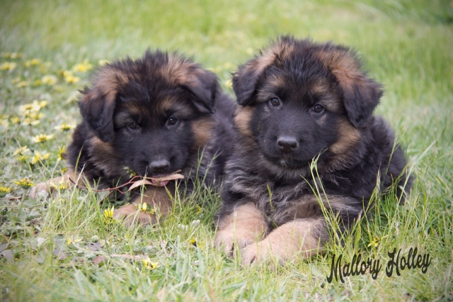 cadillac-and-her-brother-6-week-old-german-shepherd-puppies
